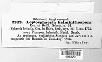 Leptosphaeria helminthospora image